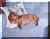 RelaxedDoggy.jpg (28859 bytes)